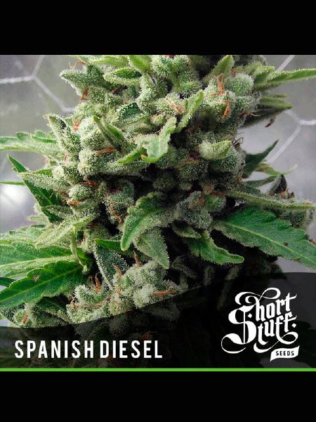 Auto Spanish Diesel Seeds - 5