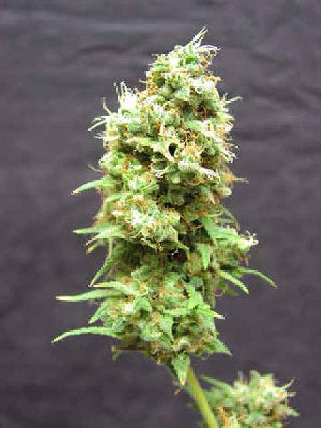 Afghanica Regular Cannabis Seed - 10