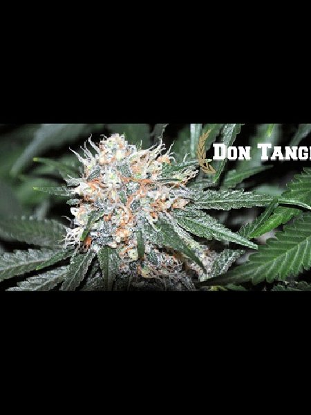 Don Tangelo Seeds