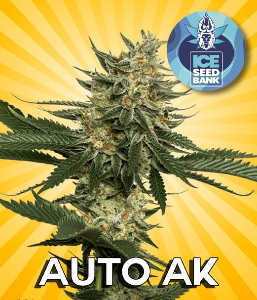 Auto AK Seeds