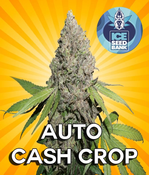 Auto Cash Crop Seeds