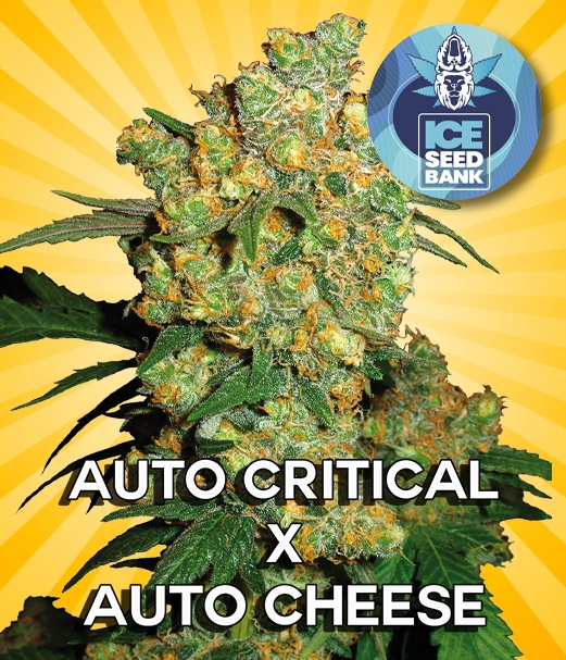 Auto Critical x Auto Cheese Seeds