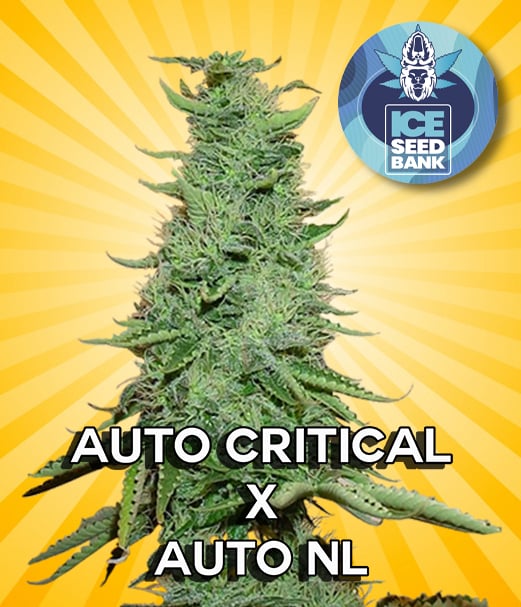 Auto Critical x Auto NL Seeds