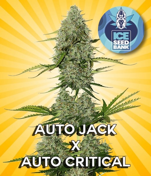 Auto Jack x Auto Critical Seeds