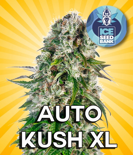 Auto Kush XL Seeds