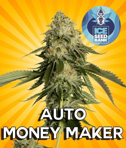 Auto Money Maker Seeds