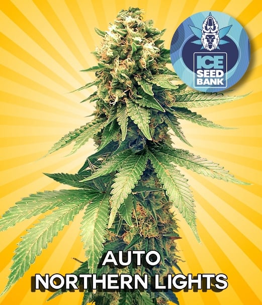 Auto Northern Lights Seeds