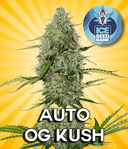 Auto OG Kush Seeds ICE Seed Bank