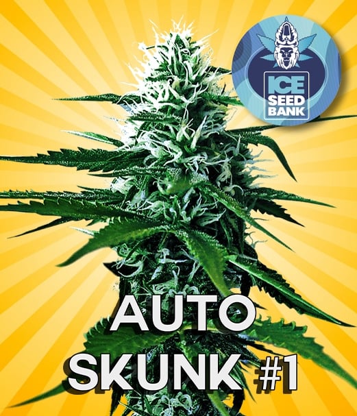 Auto Skunk Seeds