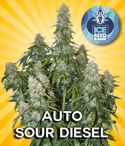 Auto Sour Diesel Seeds