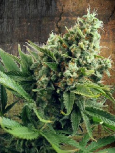 Ministry of Cannabis - Auto White Widow Seeds