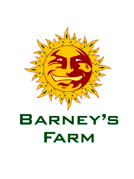 Barneys Farm - Little Cheese Single Cannabis Seed - 1