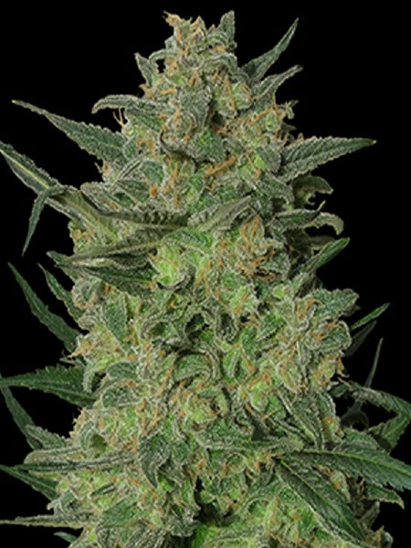 Barneys Farm - LSD Single Cannabis Seed - 1