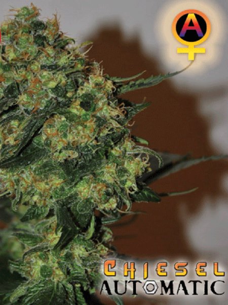 Chiesel Automatic Seeds