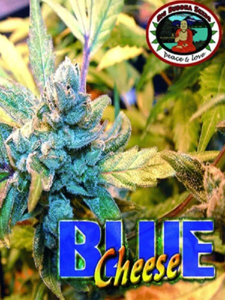 The Blue Cheese Seeds