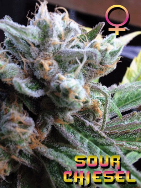 Sour Chiesel Seeds