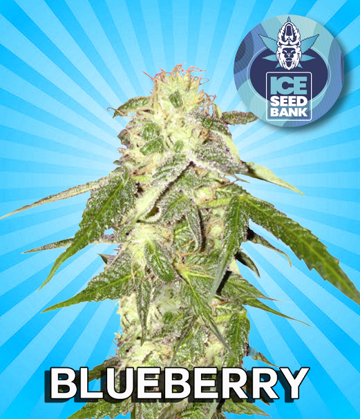 Blueberry Feminised Seeds