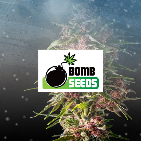Baked Bomb Auto seeds