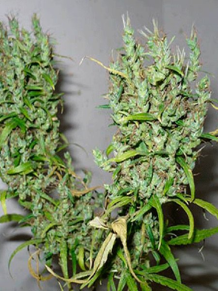 Ghana Seeds main product photo