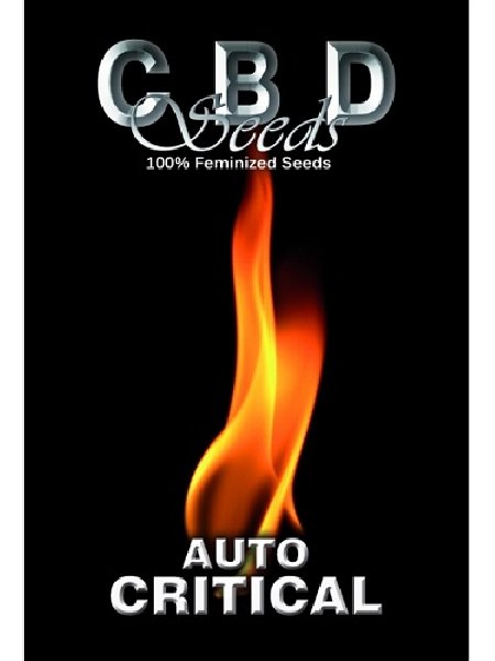 Auto Critical Seeds