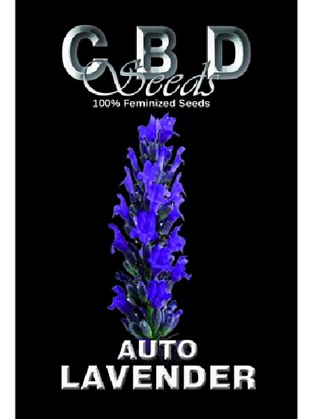 Auto Lavender Seeds