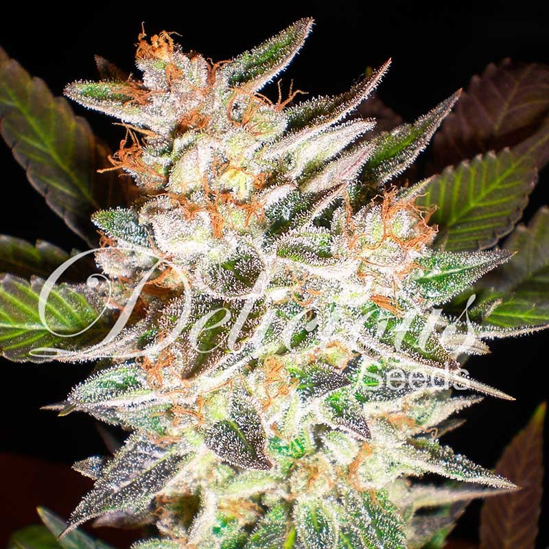 Delicious Candy Auto Seeds