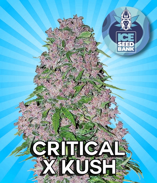 Critical x Kush Feminised Seeds