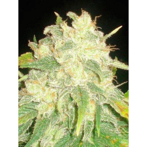 Il Diavolo seeds from Delicious Seeds brings you some of the finest ...