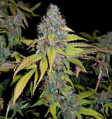 Hash Fruit Seeds Hash Fruit Seeds