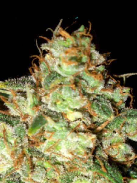 Bubba Cheese Feminised Seeds