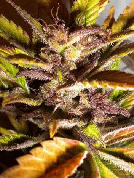 Purple Mazar Regular Seeds - 8