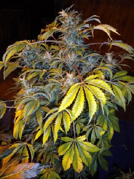 Number One Super Auto Seeds - 3