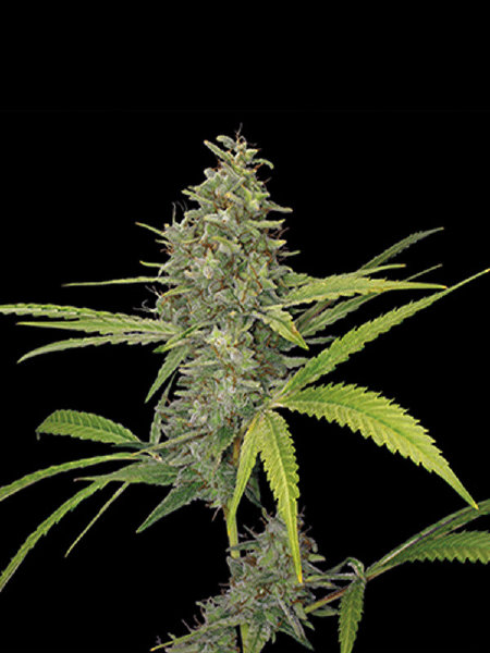 Barneys Farm - G13 Haze Single Cannabis Seed - 1