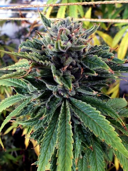 Gage Green Seeds - Breakout Seeds - 10