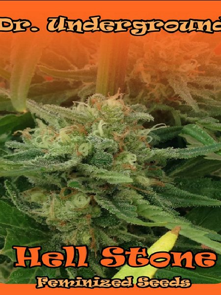 Hell Stone Seeds 
