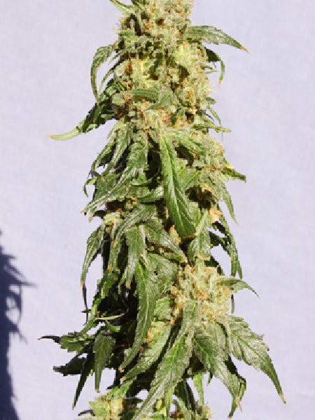 Power Skunk Automatic Seeds - 5