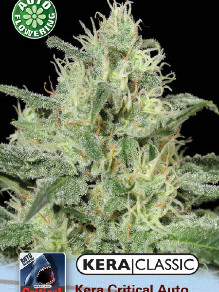 Kera Classic - Critical Auto Seeds