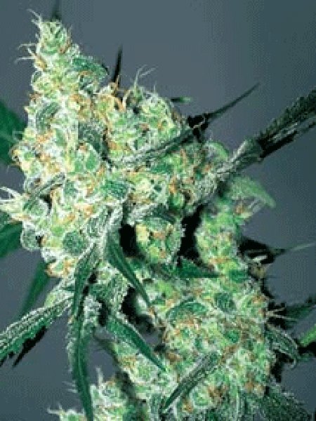 Auto White Russian Seeds - 5