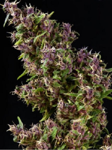 Purple Paro Valley Seeds - 6