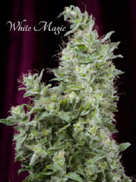 White Magic Seeds - 3