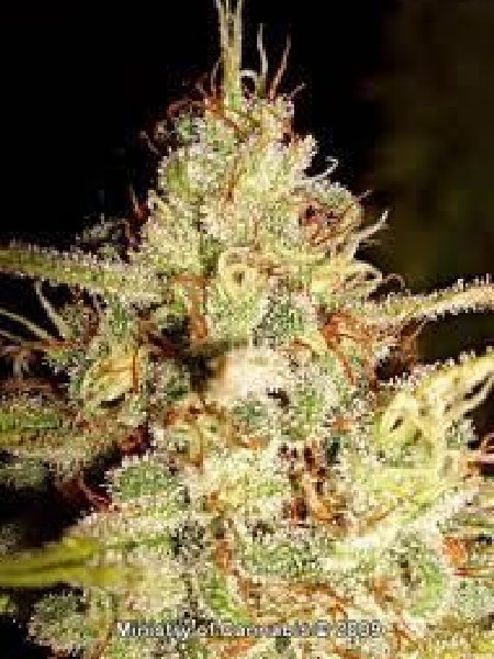 Ministry of Cannabis - White Widow Seeds