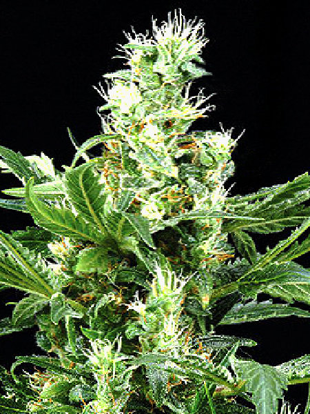 G13 Labs - Auto Northern Lights (NL Auto) Cannabis Seed - 5