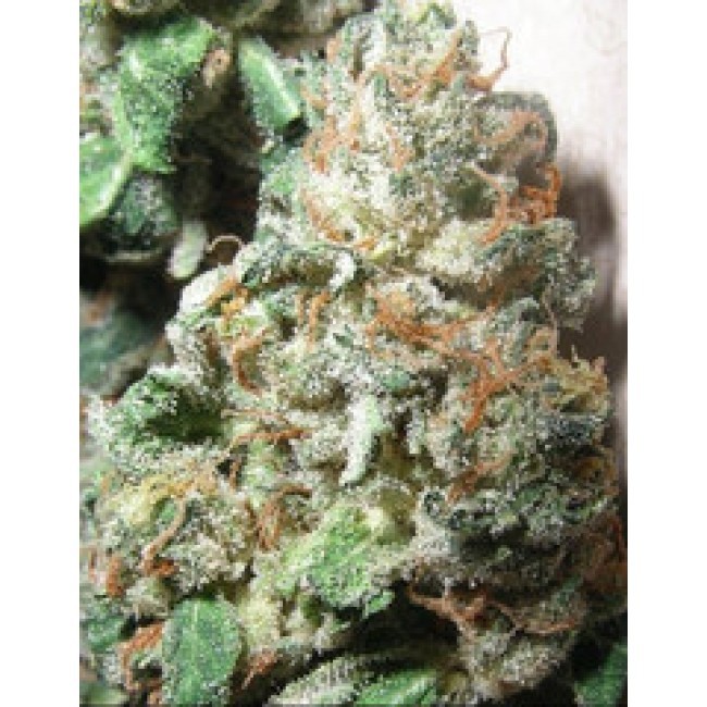 Northern Lights #5 Auto Northern Lights #5 Auto