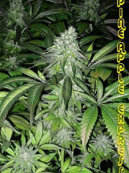 G13 Labs - Pineapple Express Seeds - 5
