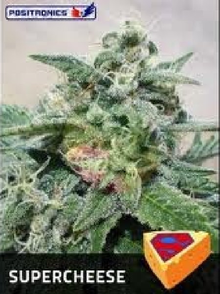Super Cheese Seeds