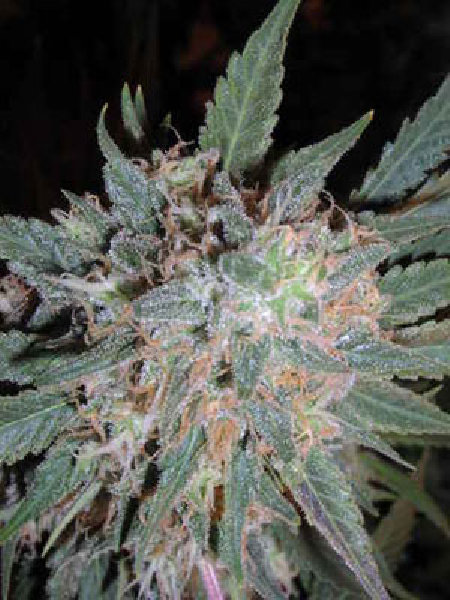 Pot Of Gold Regular Cannabis Seed - 10
