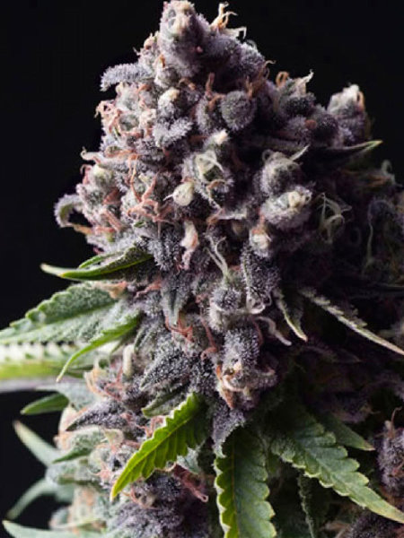 Pyramid Seeds - Auto Purple Single Cannabis Seed - 1