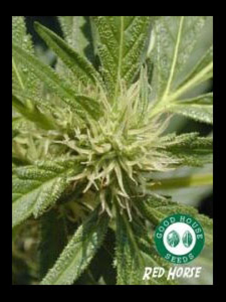 Good House Seeds - Red Horse Seeds - 10