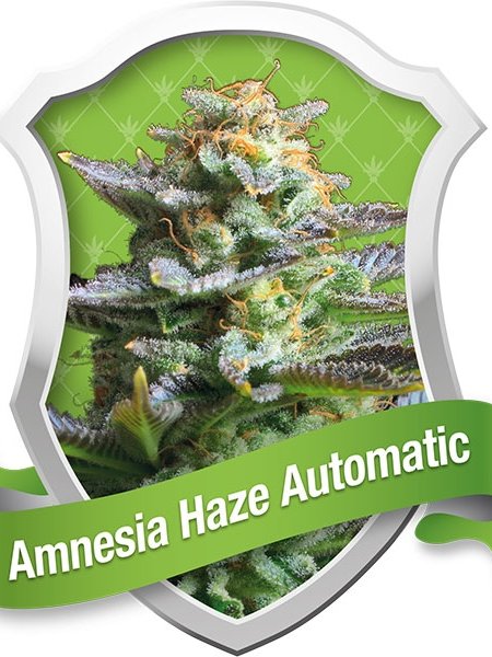 Amnesia Haze Auto Seeds