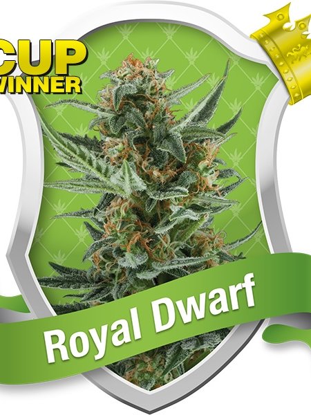 Royal Dwarf Seeds